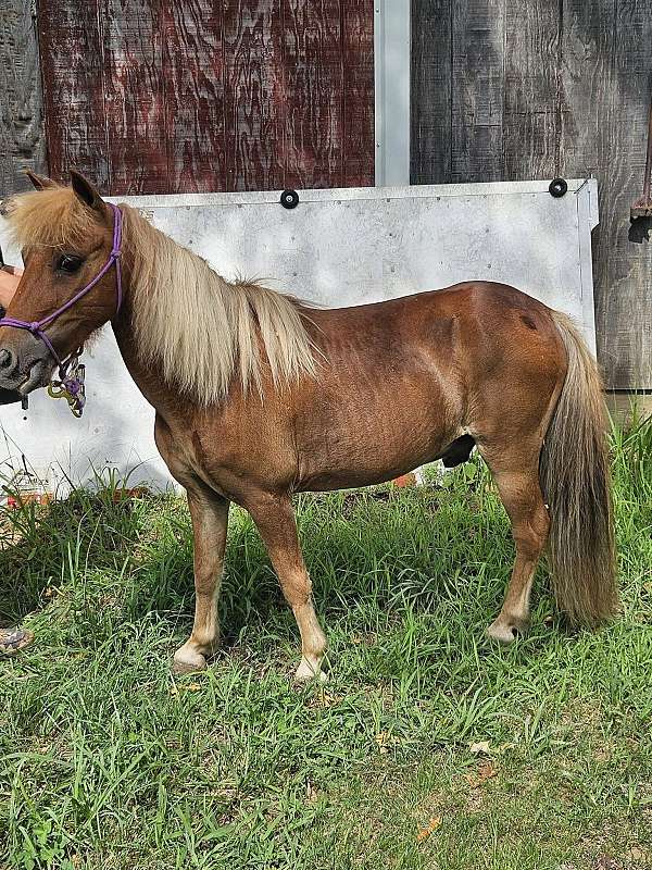 amish-miniature-pony