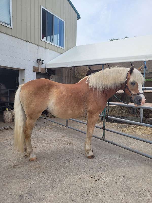 chestnut-haflinger-gelding