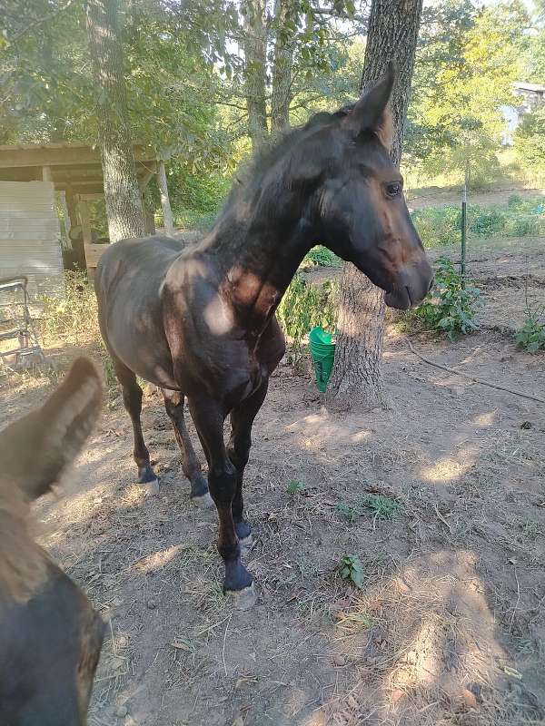 trail-trail-riding-friesian-percheron-horse