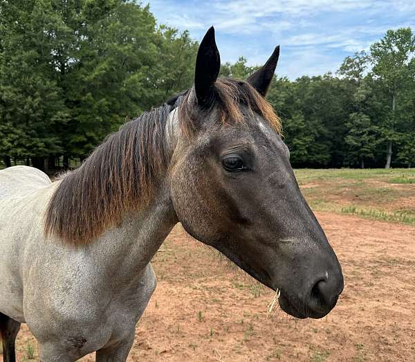 start-breaking-quarter-horse