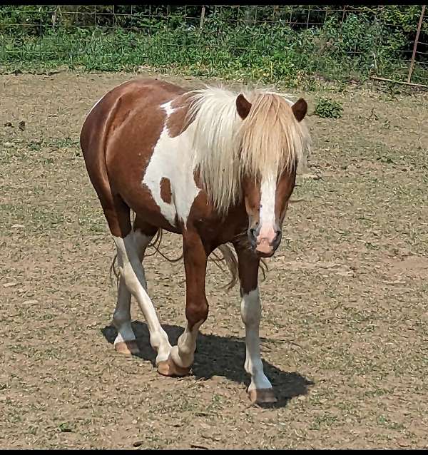 chestnut-pinto-amhr-gelding