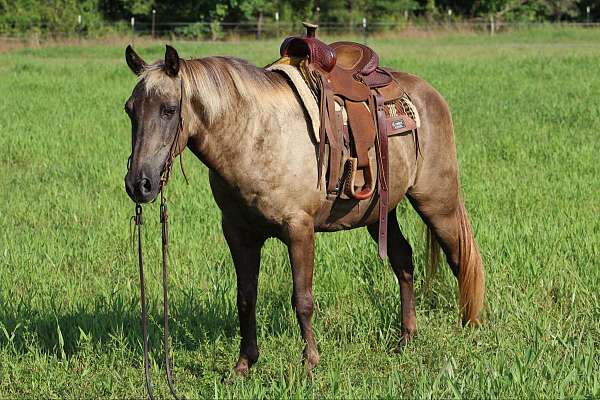 gaited-ponys-for-sale-rocky-mountain