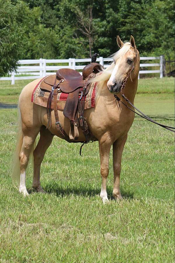 rocky-mountain-horses-for-sale-tennessee-walking