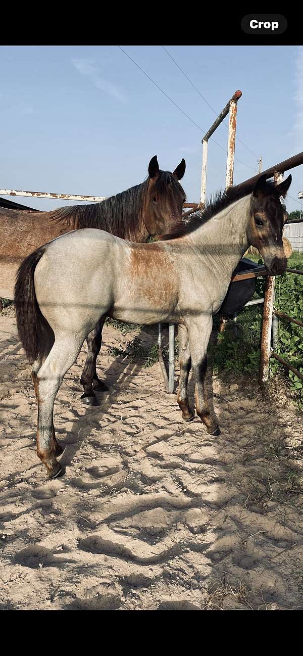 homozygous-roan-blue-roan-quarter-horse