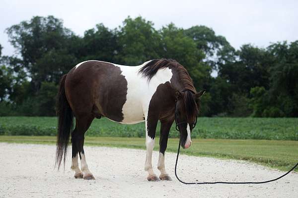 tobiano-see-pics-pony