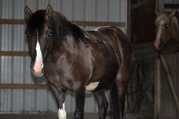 trail-quarter-pony