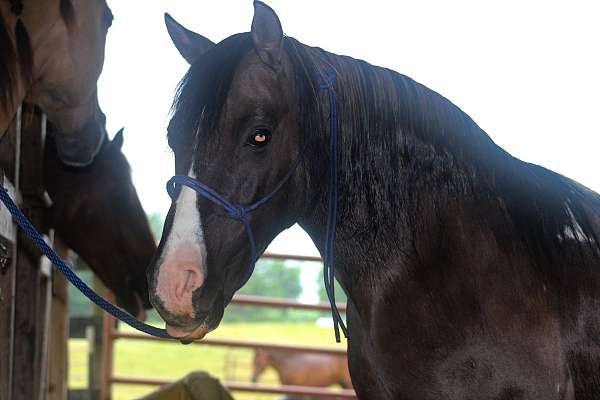 husband-safe-quarter-pony