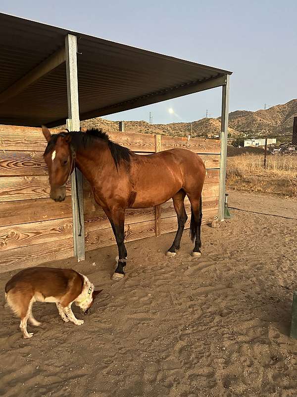 andalusian-horse-for-sale