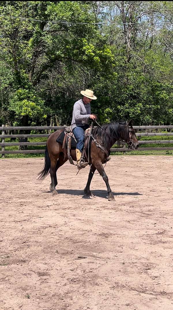 cutting-prospect-mustang-horse