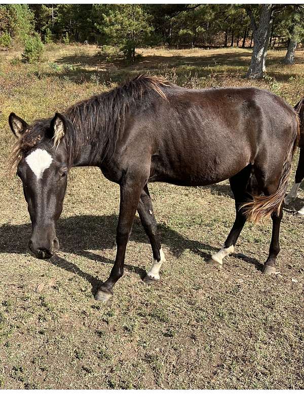 quarter-horse-filly