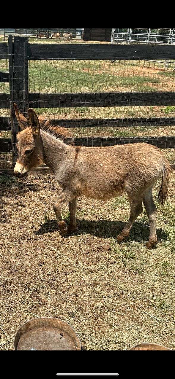 halter-working-donkey-miniature-donkey