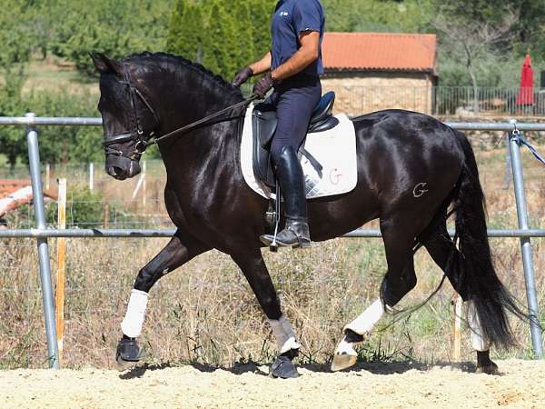 black-iberian-horse