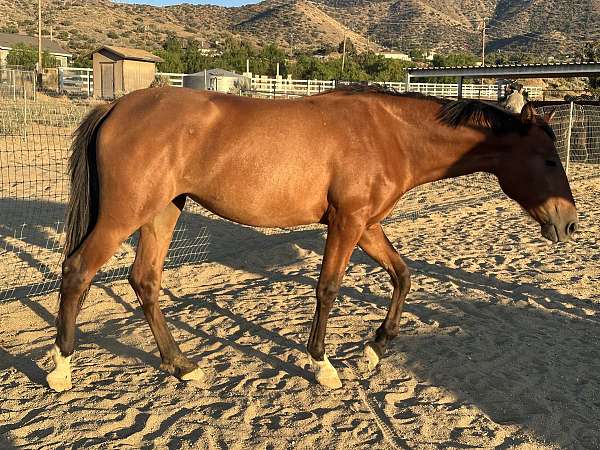 andalusian-horse-for-sale