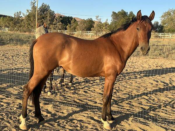 andalusian-horse