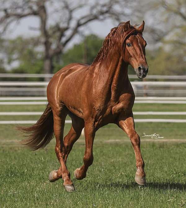 stallion-filly