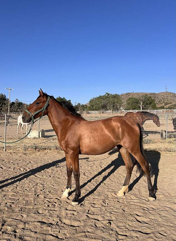 andalusian-filly