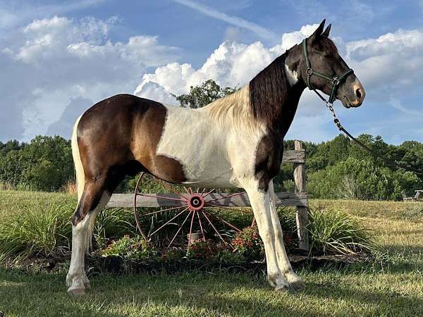 anyone-tennessee-walking-horse