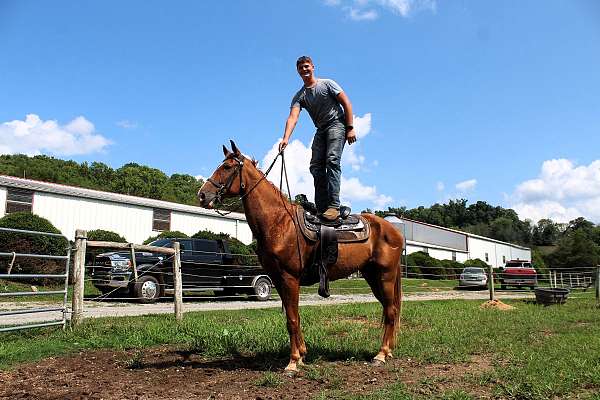 mcnatt-farm-racking-horse