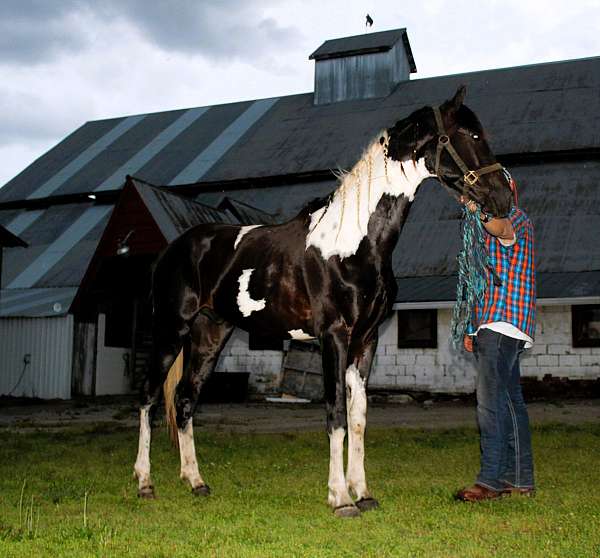 mcnatt-farm-spotted-saddle-horse