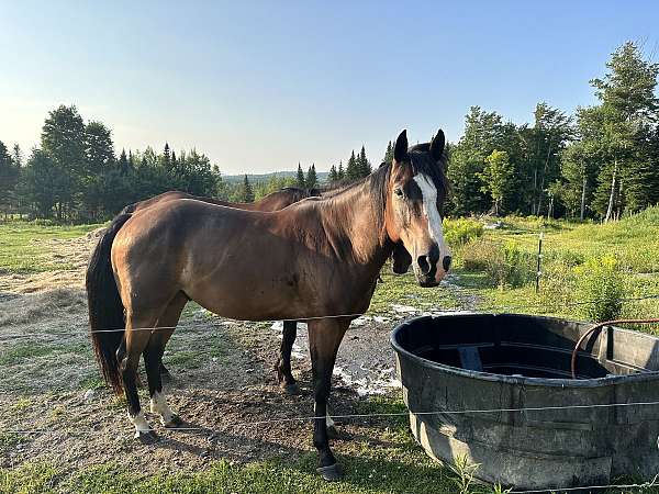 quarter-horse-gelding