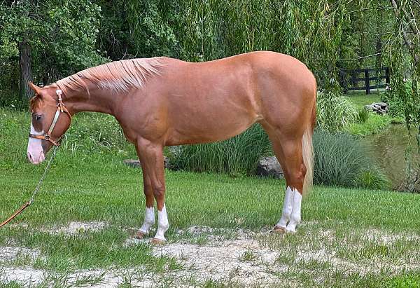 blaze-four-white-socks-horse