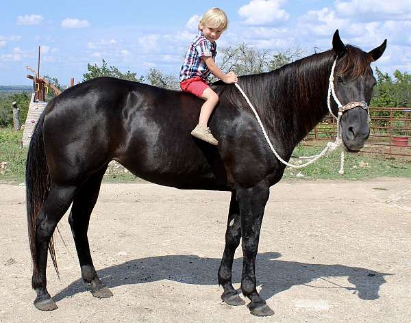 all-around-mare-quarter-horse