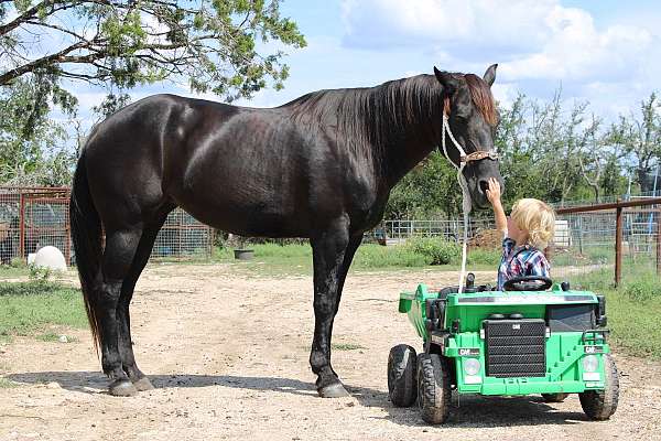 amazing-quarter-horse