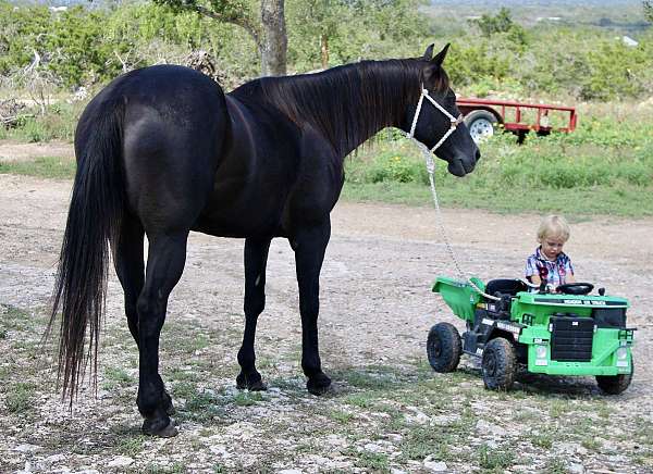 athletic-quarter-horse