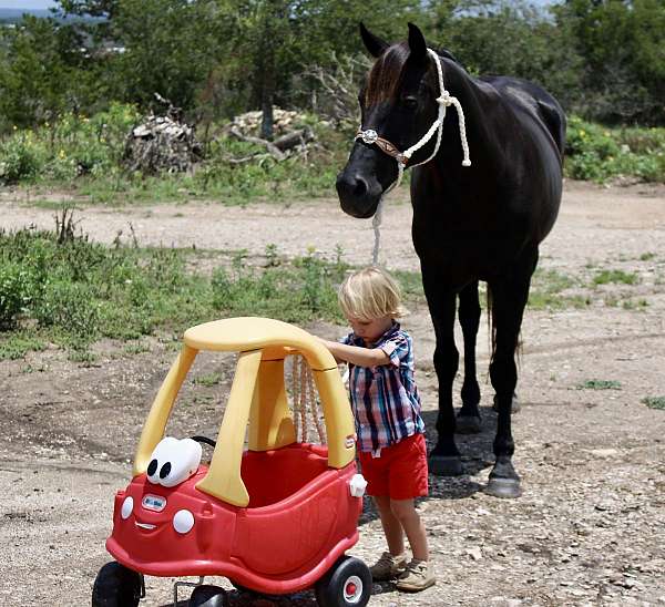 back-quarter-horse