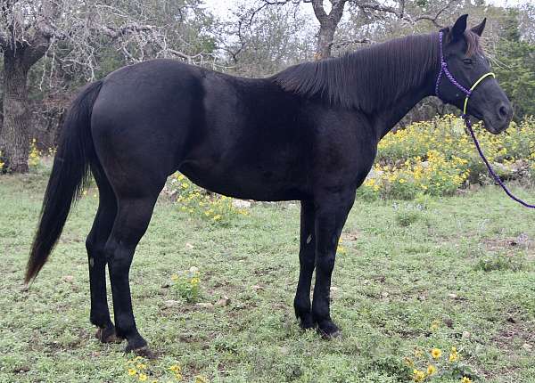 bareback-quarter-horse