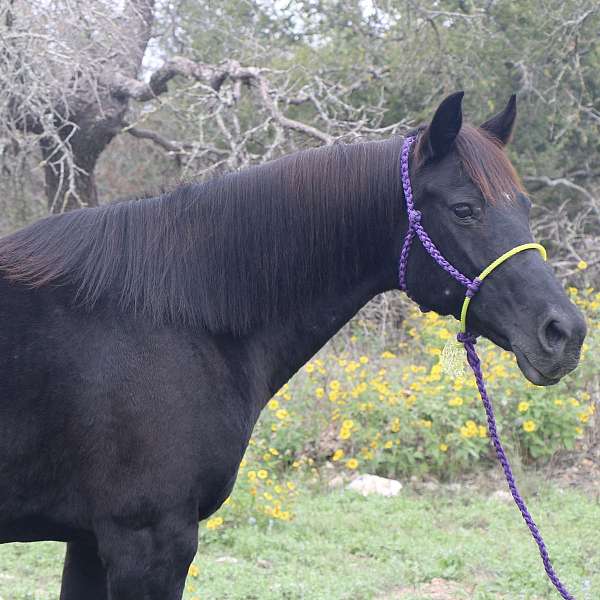 barrel-racing-quarter-horse