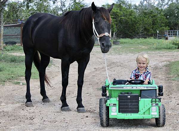 black-quarter-horse