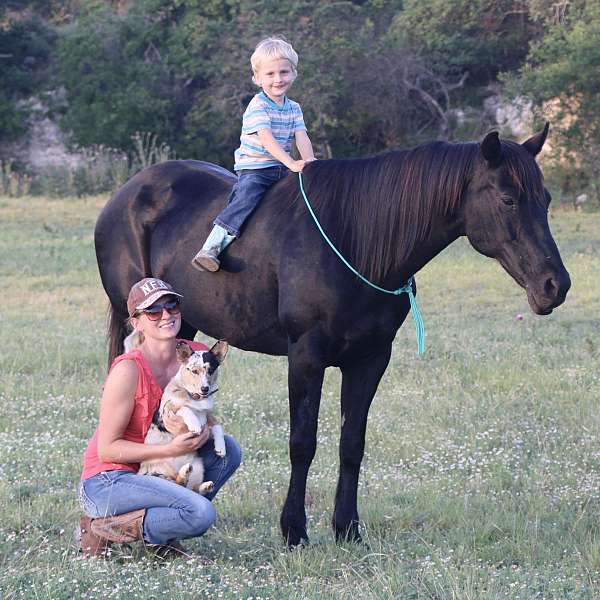 black-mare-quarter-horse