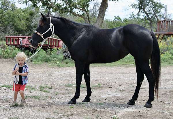 barefoot-quarter-horse