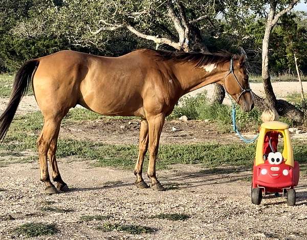 bareback-quarter-horse