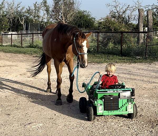 barrel-race-quarter-horse