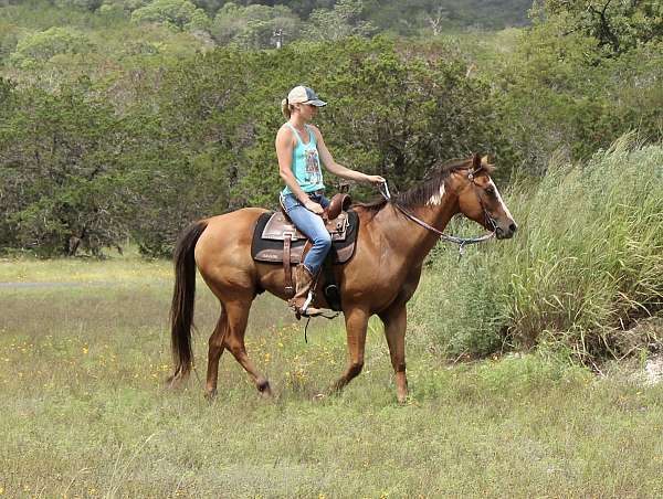 been-roped-off-of-quarter-horse