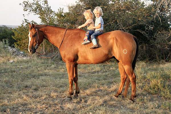 perfect-age-quarter-horse