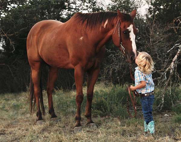 all-around-quarter-horse