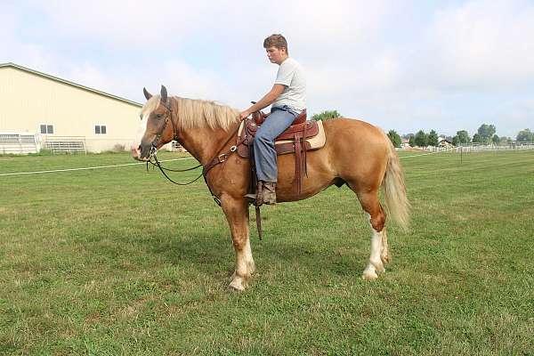 white-strip-legs-horse