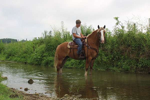 chestnut-white-strip-legs-horse