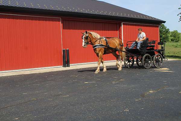 driving-draft-horse