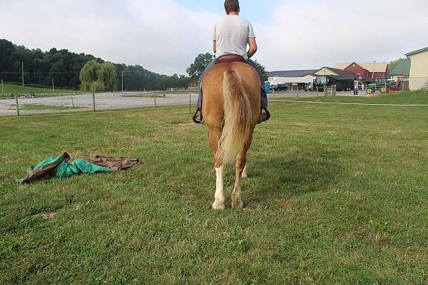 all-around-draft-horse