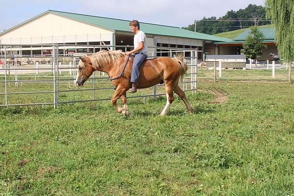 athletic-draft-horse