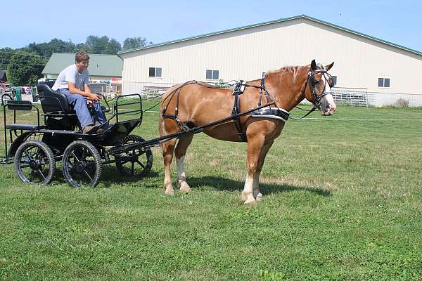 parade-draft-horse