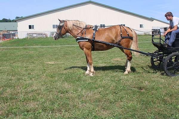 pleasure-driving-draft-horse