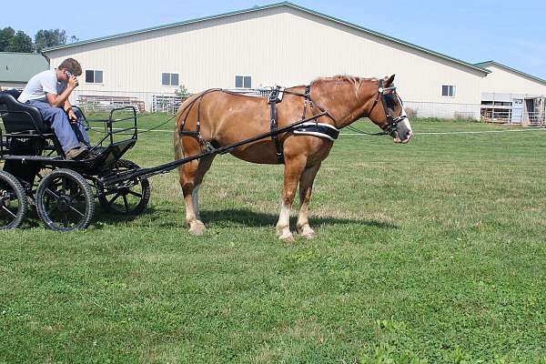 team-driving-draft-horse