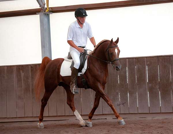 western-plea-arabian-horse