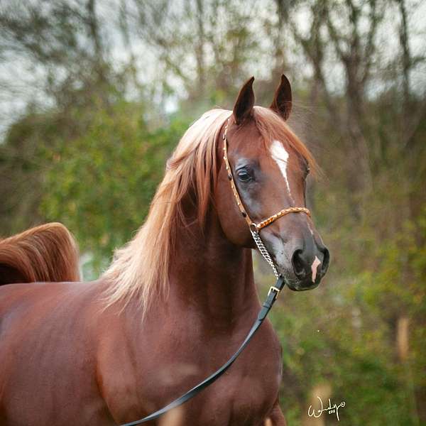 athletic-arabian-horse