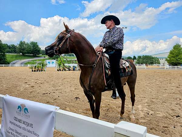 chestnut-western-plea-horse